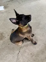 Green Collar Female, a female Belgian Malinois for sale in Stephenson, VA – 3 of 10