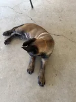 Orange Collar Male, a female Belgian Malinois for sale in Stephenson, VA – 2 of 6