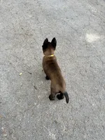 Female Belgian Malinois Puppy (Yellow Collar), a female Belgian Malinois for sale in Stephenson, VA – 5 of 5