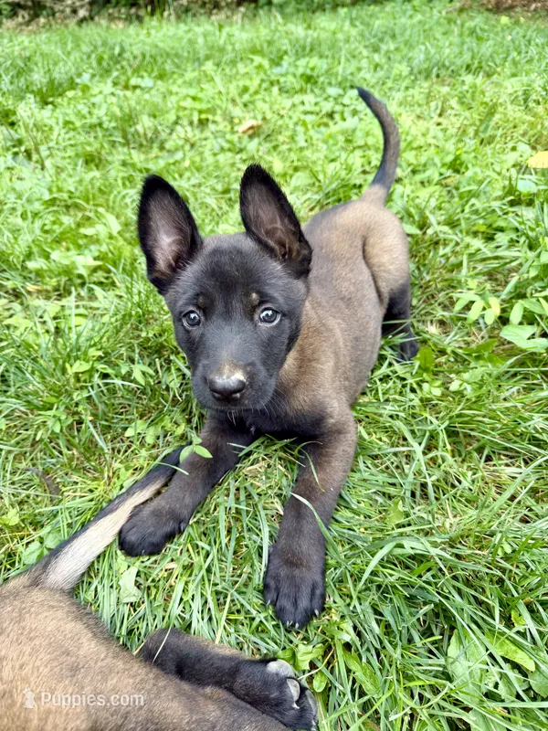 Female Belgian Malinois Puppy (Yellow Collar) – Belgian Malinois puppy for sale in Stephenson, VA