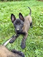 Female Belgian Malinois Puppy (Yellow Collar), a female Belgian Malinois for sale in Stephenson, VA – 1 of 5