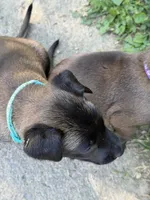 (Jasmine) Teal Female, a female Belgian Malinois for sale in Stephenson, VA – 5 of 7