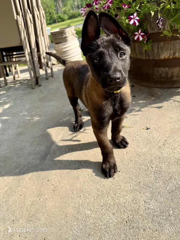 Yellow Collar Female – Belgian Malinois puppy for sale in Stephenson, VA