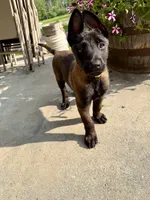 Yellow Collar Female, a female Belgian Malinois for sale in Stephenson, VA – 1 of 8