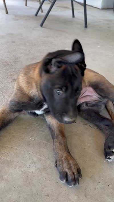 Orange Collar Male, a female Belgian Malinois for sale in Stephenson, VA – 3 of 6