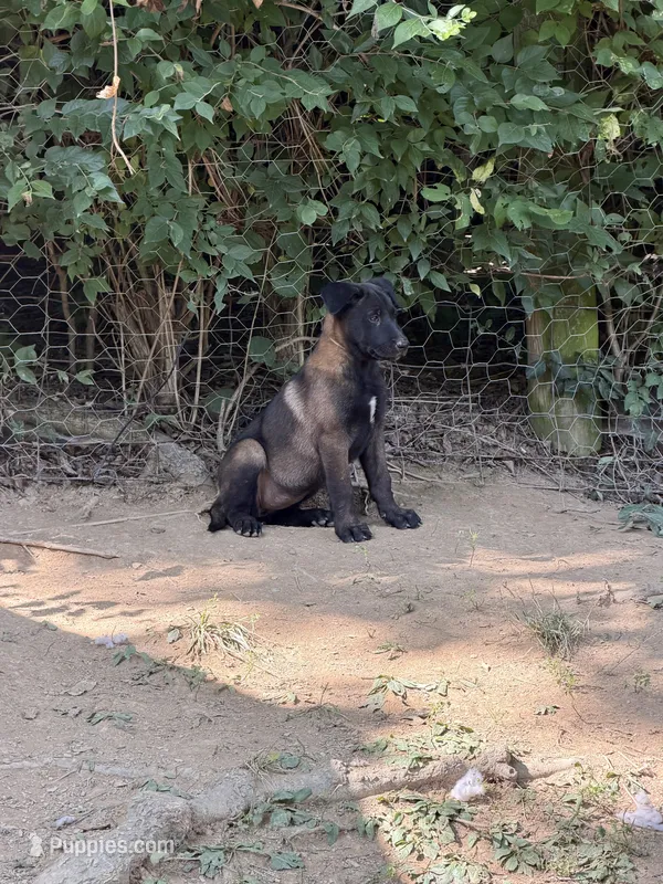 Light Pink Collar Female – Belgian Malinois puppy for sale in Stephenson, VA