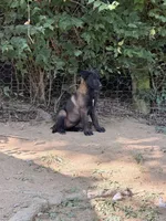 Light Pink Collar Female, a female Belgian Malinois for sale in Stephenson, VA – 1 of 2