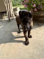 Yellow Collar Female, a female Belgian Malinois for sale in Stephenson, VA – 2 of 8