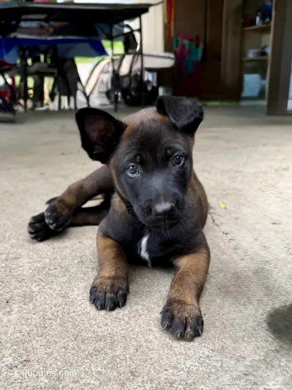 Male Belgian Malinois Puppy (Blue Collar) – Belgian Malinois puppy for sale in Stephenson, VA