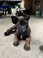 Male Belgian Malinois Puppy (Blue Collar), a female Belgian Malinois for sale in Stephenson, VA – 1 of 5