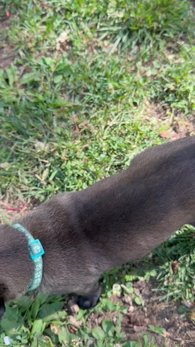 (Jasmine) Teal Female, a female Belgian Malinois for sale in Stephenson, VA – 7 of 7