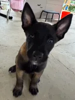 Green Collar Female, a female Belgian Malinois for sale in Stephenson, VA – 2 of 9