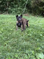 Male Belgian Malinois Puppy (Orange Collar), a female Belgian Malinois for sale in Stephenson, VA – 3 of 5