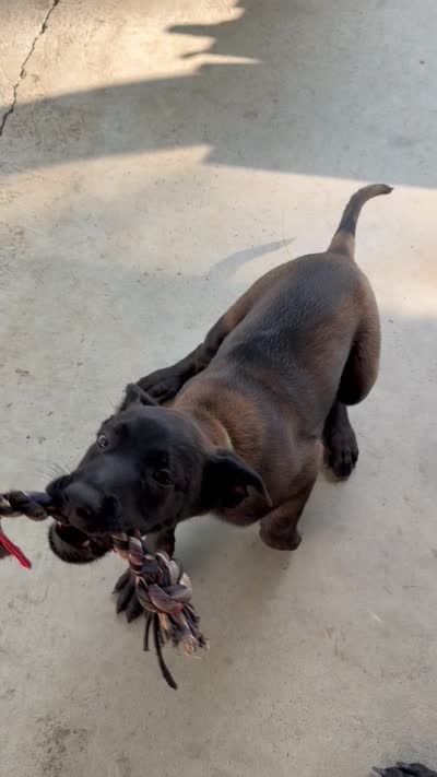 Teal Collar Female, a female Belgian Malinois for sale in Stephenson, VA – 3 of 3