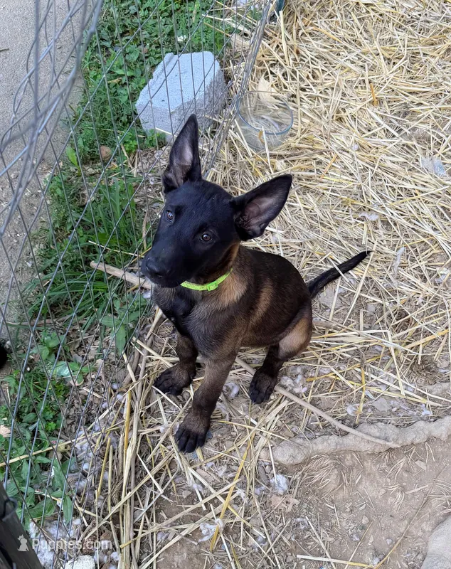 Green Collar Female – Belgian Malinois puppy for sale in Stephenson, VA