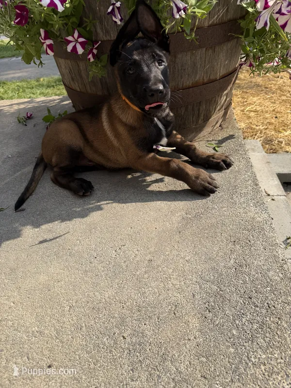Orange Collar Male – Belgian Malinois puppy for sale in Stephenson, VA