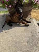 Orange Collar Male, a female Belgian Malinois for sale in Stephenson, VA – 1 of 6