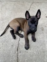 Female Belgian Malinois Puppy (Purple Collar), a female Belgian Malinois for sale in Stephenson, VA – 3 of 4