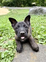 Female Belgian Malinois Puppy (Green Collar), a female Belgian Malinois for sale in Stephenson, VA – 3 of 5
