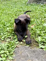 Female Belgian Malinois Puppy (Green Collar), a female Belgian Malinois for sale in Stephenson, VA – 2 of 5