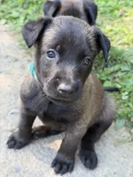 (Jasmine) Teal Female, a female Belgian Malinois for sale in Stephenson, VA – 4 of 7