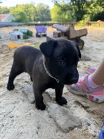 (Jasmine) Teal Female, a female Belgian Malinois for sale in Stephenson, VA – 6 of 7
