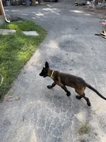 Green Collar Female, a female Belgian Malinois for sale in Stephenson, VA – 2 of 10