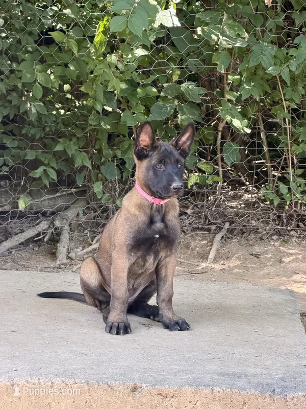 Dark Pink Collar Female – Belgian Malinois puppy for sale in Stephenson, VA