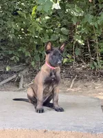 Dark Pink Collar Female, a female Belgian Malinois for sale in Stephenson, VA – 1 of 2