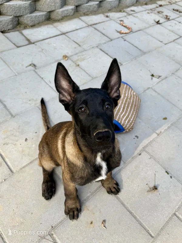 Orange Collar Male – Belgian Malinois puppy for sale in Stephenson, VA