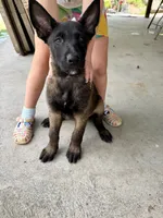 Green Collar Female, a female Belgian Malinois for sale in Stephenson, VA – 6 of 10
