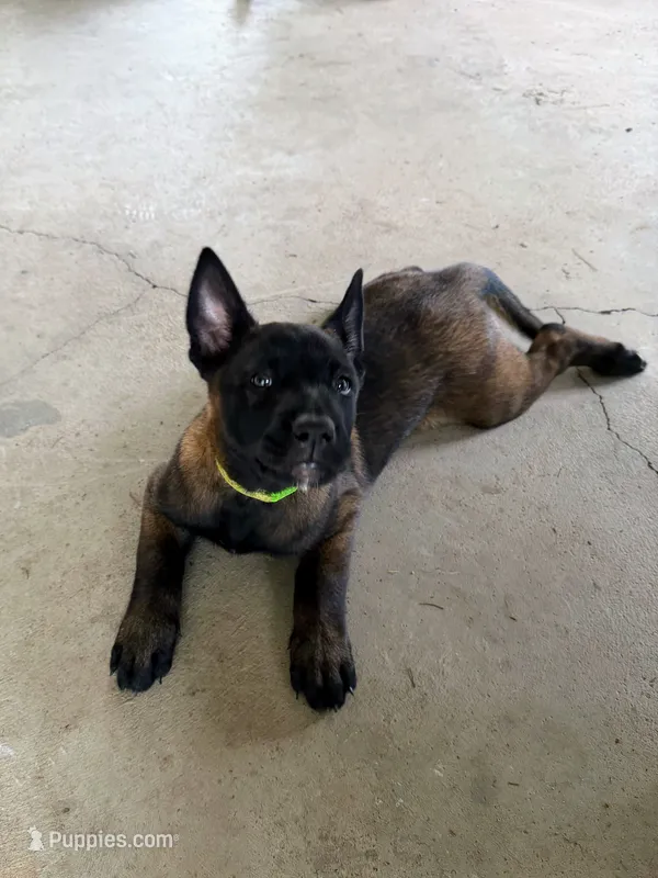 Green Collar Female – Belgian Malinois puppy for sale in Stephenson, VA