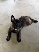 Green Collar Female, a female Belgian Malinois for sale in Stephenson, VA – 1 of 9