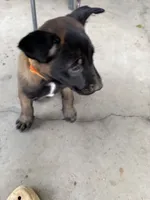 Male Belgian Malinois Puppy (Orange Collar), a female Belgian Malinois for sale in Stephenson, VA – 4 of 5
