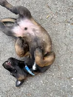 Male Belgian Malinois Puppy (Blue Collar), a female Belgian Malinois for sale in Stephenson, VA – 4 of 5