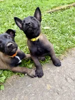 Female Belgian Malinois Puppy (Yellow Collar), a female Belgian Malinois for sale in Stephenson, VA – 4 of 5