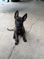 Female Belgian Malinois Puppy (Purple Collar), a female Belgian Malinois for sale in Stephenson, VA – 4 of 4