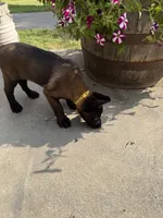 Yellow Collar Female, a female Belgian Malinois for sale in Stephenson, VA – 3 of 8