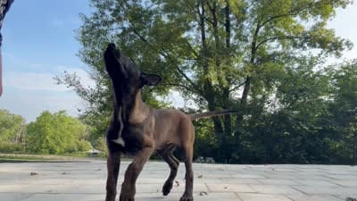 Orange Collar Male, a male Belgian Malinois for sale in Stephenson, VA – 3 of 10