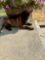Orange Collar Male, a female Belgian Malinois for sale in Stephenson, VA – 5 of 6
