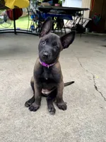 Female Belgian Malinois Puppy (Purple Collar), a female Belgian Malinois for sale in Stephenson, VA – 1 of 4