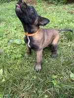 Male Belgian Malinois Puppy (Orange Collar), a female Belgian Malinois for sale in Stephenson, VA – 2 of 5