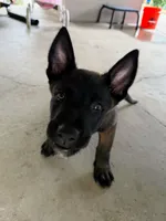 Green Collar Female, a female Belgian Malinois for sale in Stephenson, VA – 3 of 9