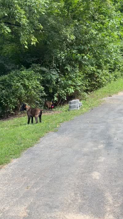 Green Collar Female, a female Belgian Malinois for sale in Stephenson, VA – 9 of 10