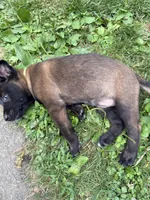 Female Belgian Malinois Puppy (Green Collar), a female Belgian Malinois for sale in Stephenson, VA – 5 of 5