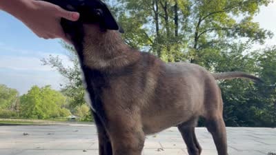 Orange Collar Male, a male Belgian Malinois for sale in Stephenson, VA – 4 of 10