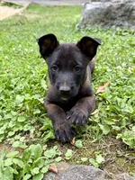 Female Belgian Malinois Puppy (Green Collar), a female Belgian Malinois for sale in Stephenson, VA – 4 of 5