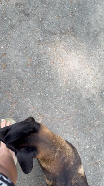 Light Pink Collar Female, a female Belgian Malinois for sale in Stephenson, VA – 3 of 3