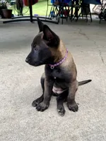 Female Belgian Malinois Puppy (Purple Collar), a female Belgian Malinois for sale in Stephenson, VA – 2 of 4