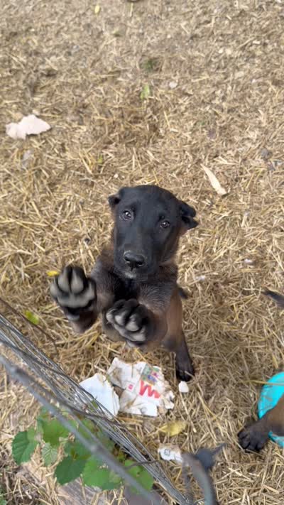 Green Collar Female, a female Belgian Malinois for sale in Stephenson, VA – 10 of 10